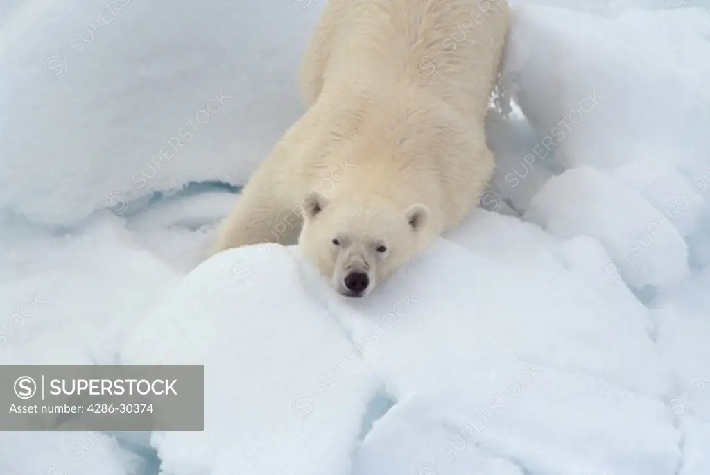 A polar bear (Ursus maritimus) stumbling in the snow north of Nordaustlandet, Svalbard, Norway.
