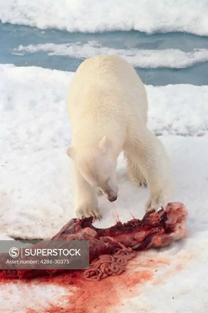 A polar bear (Ursus maritimus) standing in the snow over a bloody carcass while eating near Parroya Island, Svalbard, Norway.
