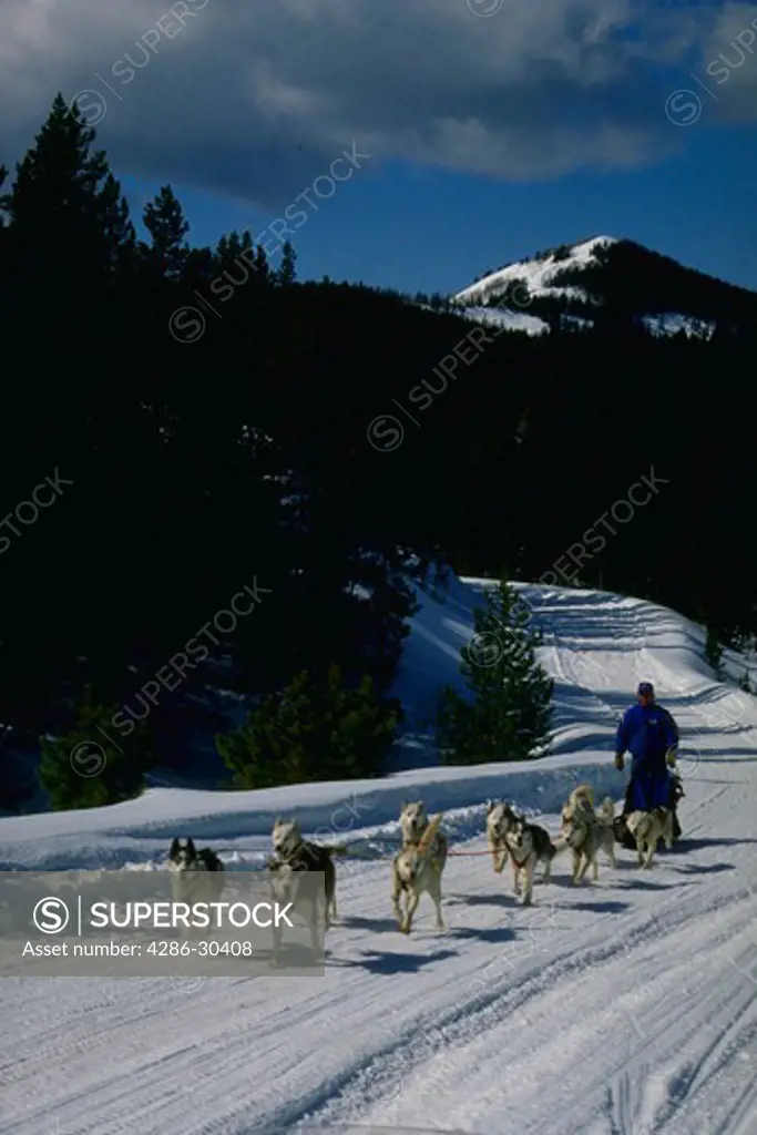 Dog sled team running on snow covered road.