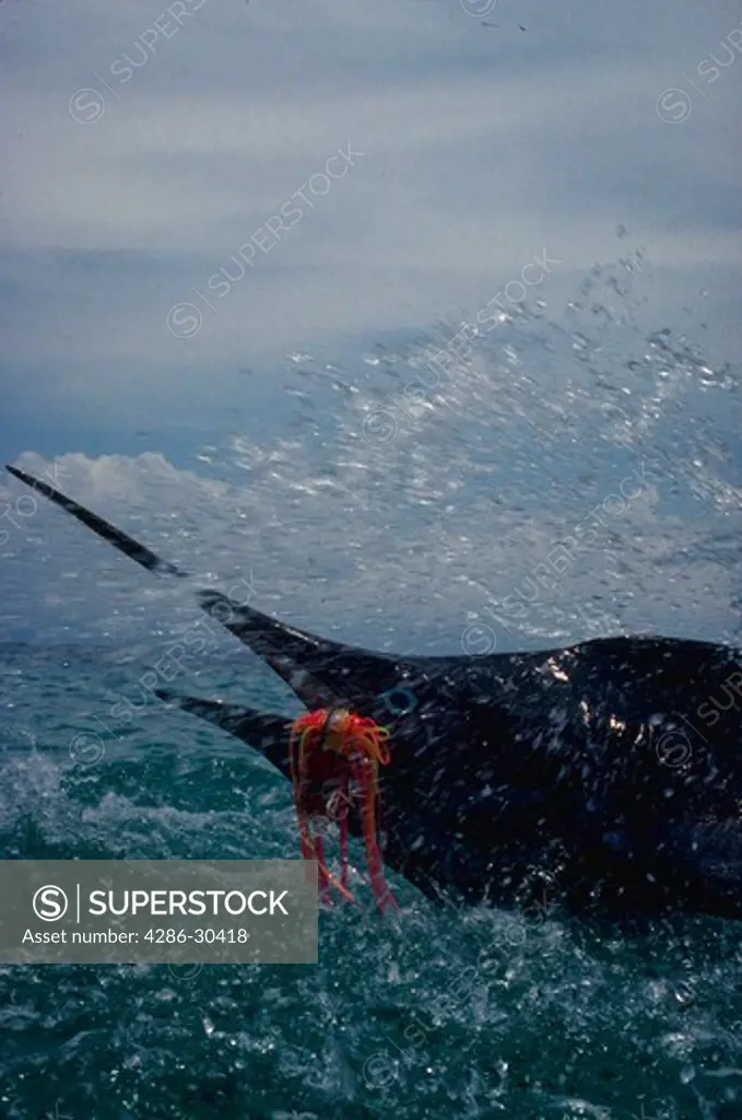 Blue marlin jumping out of water after biting fishing hook.