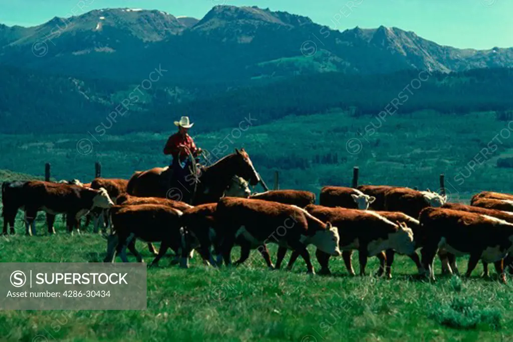 Cowboy on cattle drive, in Wyoming.