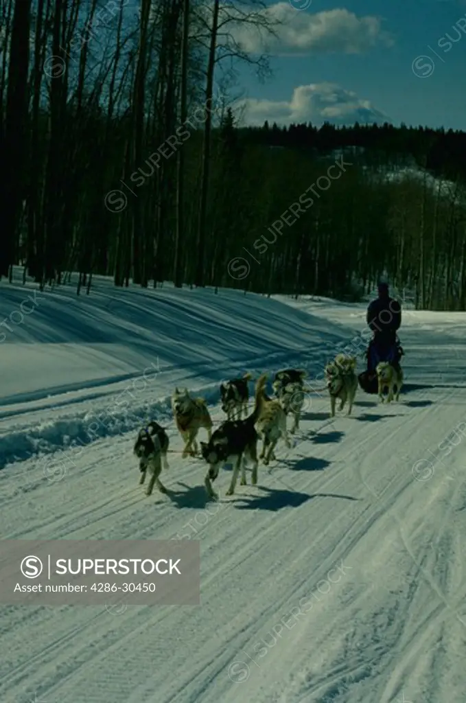 Dogsled, Colorado woods in winter.