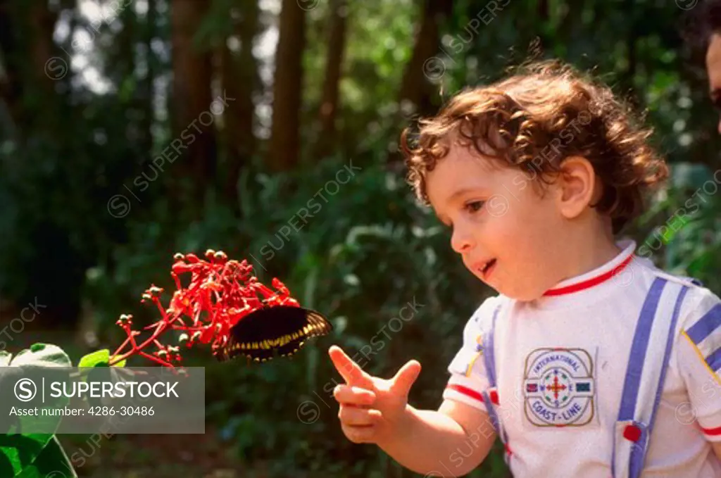 Young boy is fascinated by butterfly resting on flower.