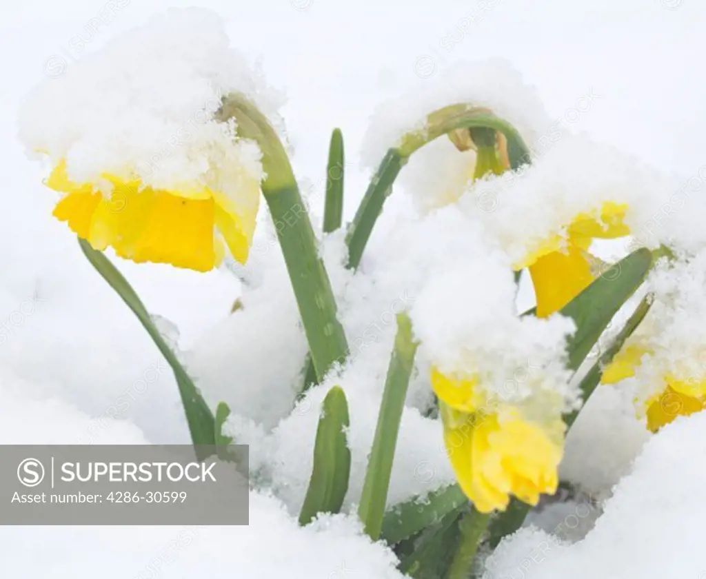 Snowy Flowers in March - Willamette National Cemetary in Portland, Oregon