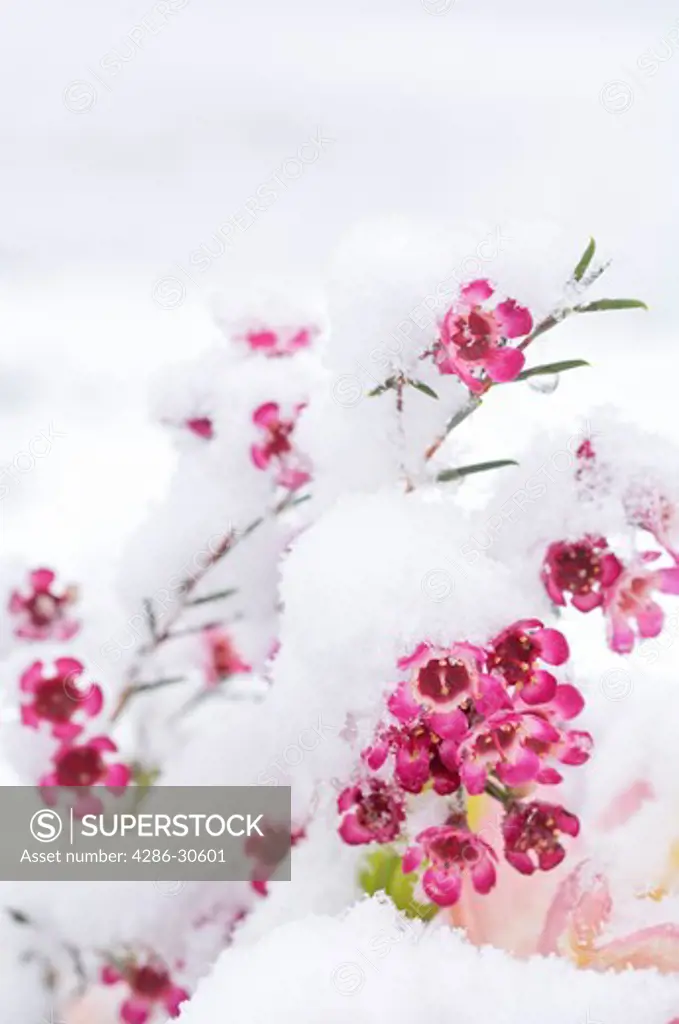 Snowy Flowers in March - Willamette National Cemetary in Portland, Oregon