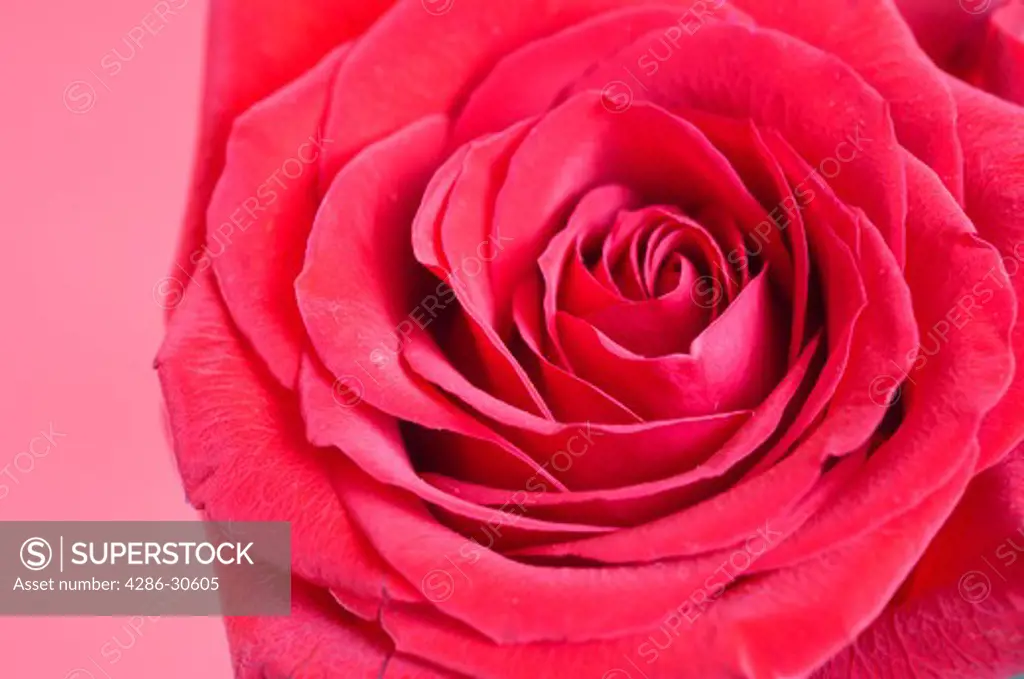 Red Rose on Red Background