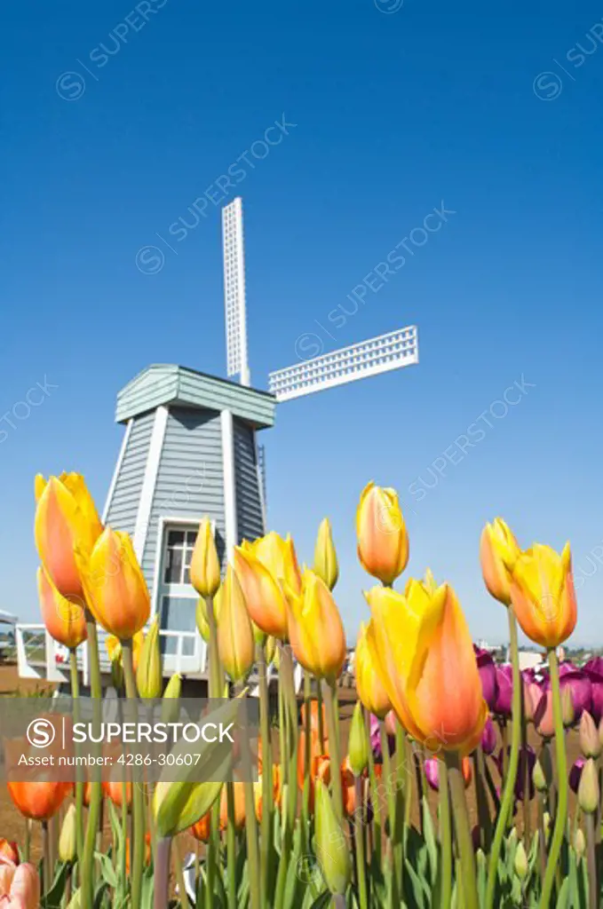 Tulips and Windmill at Wooden Shoe Tulip Farm - near Woodburn, Oregon