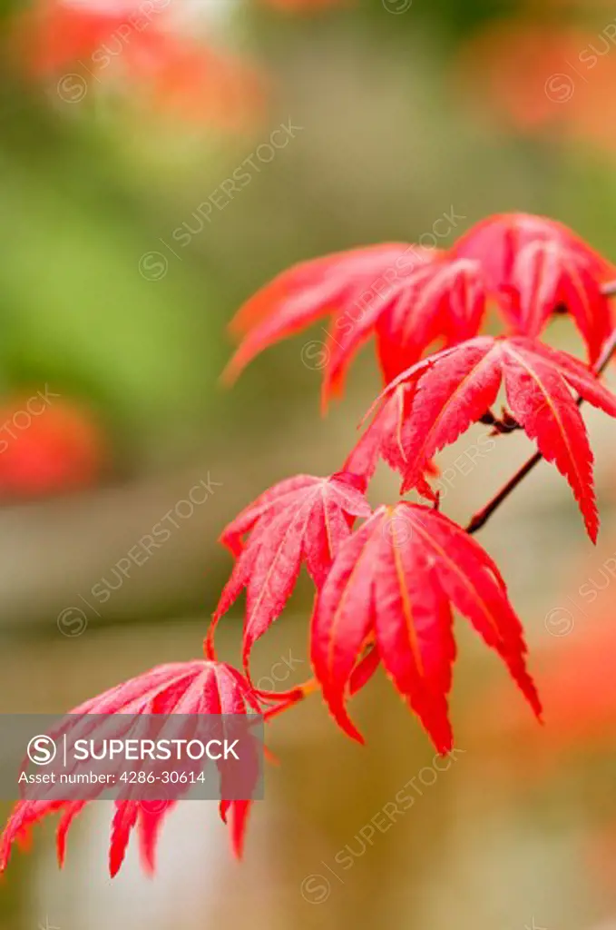 Japanese Maple Leaves in Spring at Crystal Springs Rhododendron Garden - Portland, Oregon