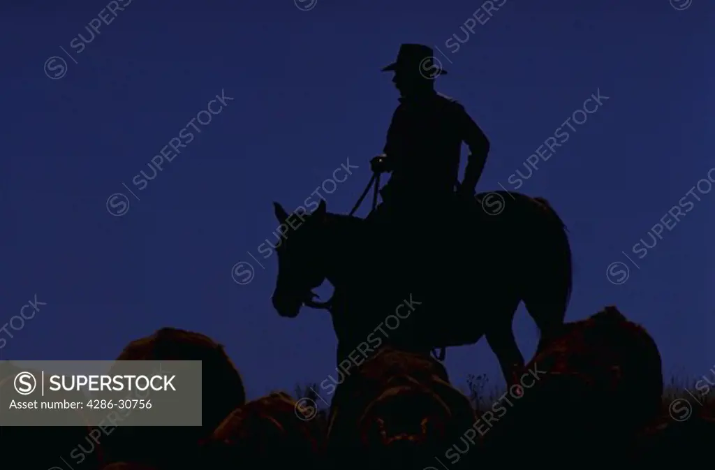 Cowboy moving cattle silhouette.
