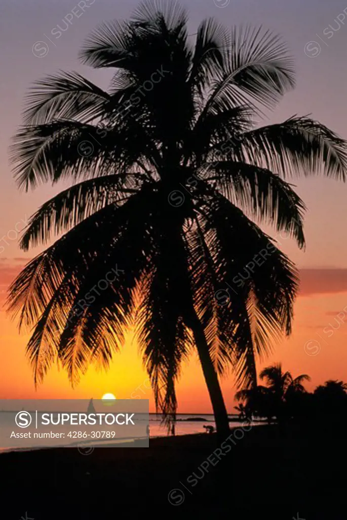 Palm tree and sunset at beach