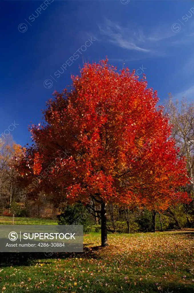 Maple tree displaying brilliant red autumn foliage under blue sky, Virginia.  Part of series of all seasons.  EVJ1017-EVJ1020