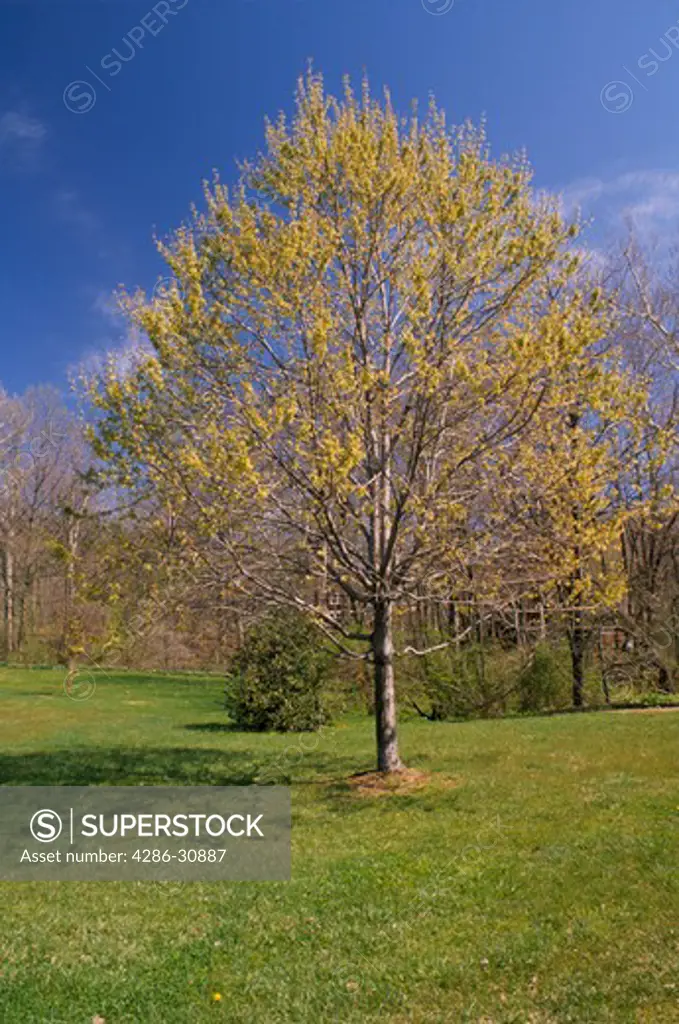 Maple tree blossoming with spring buds under blue sky, Virginia.  Part of series of all seasons.  EVJ1017-EVJ1020