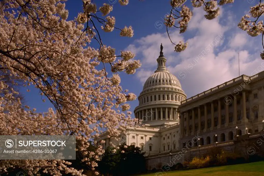 Capitol and cherry blossoms