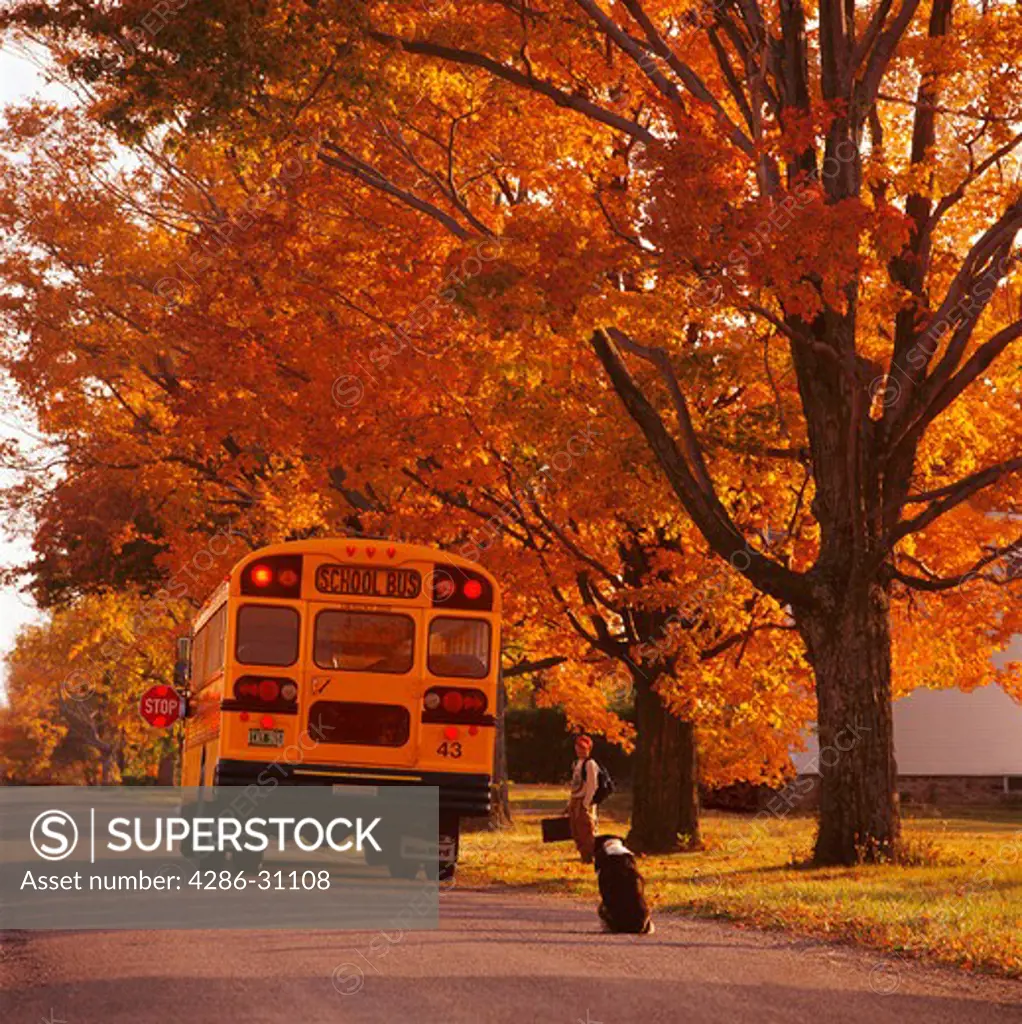 Schoolboy boarding a school bus while his faithful dog sits and waits for his return.