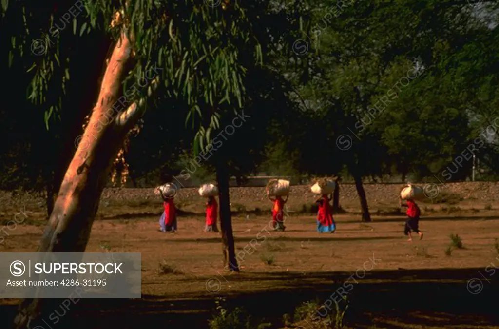 View through the trees of five women wearing colorful dresses carrying heavy loads near Agra, India.