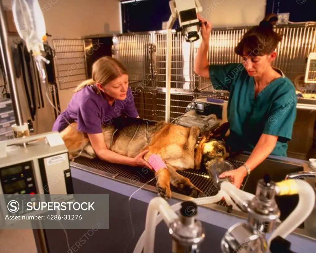 Veterinarian and assistant preparing injured German Shepherd for x-ray.