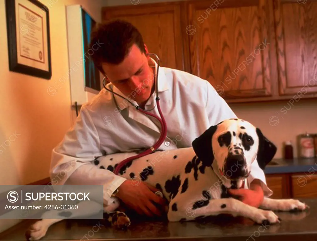 A veterinarian uses a stethoscope while examining a Dalmatian dog.