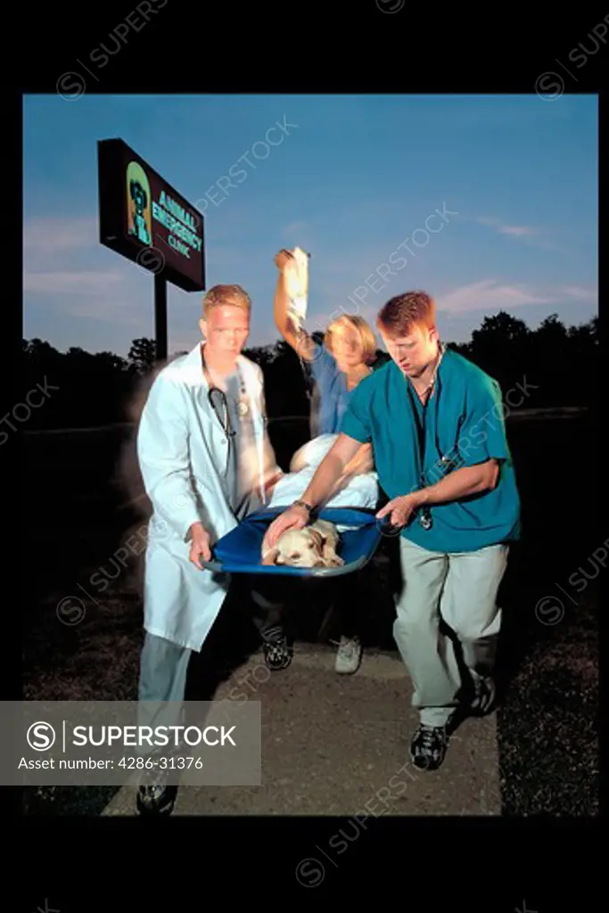 Blurred image of two veterinarians and a technician carrying an injured Yellow Labrador dog into an emergency animal clinic on a stretcher.