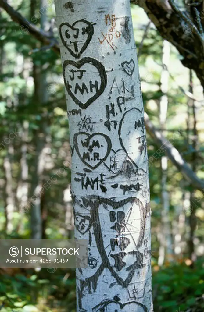 Trunk of birch tree scarred with carvings of hearts and initials, Acadia National Park, Bar Harbor, Maine.