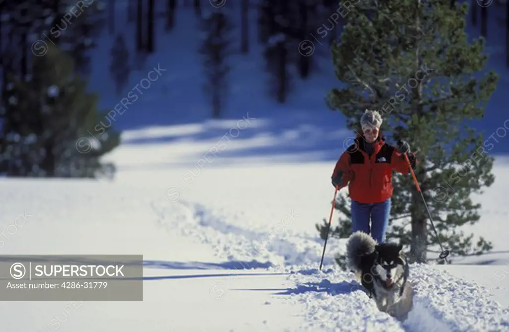 Woman follows her husky dog along a trail while cross-country skiing.