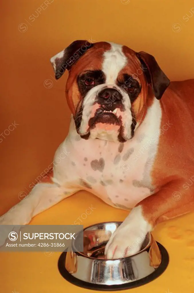 Close-up of an English Bulldog laying down with his paw in his food bowl.