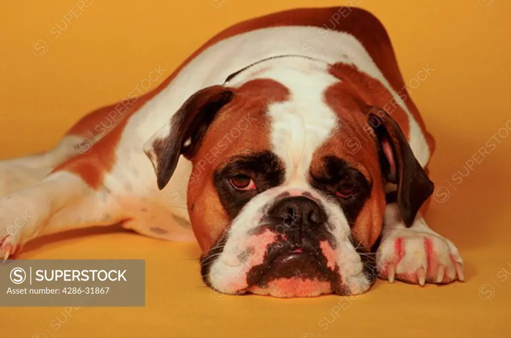 Close-up of an English Bulldog laying down. 