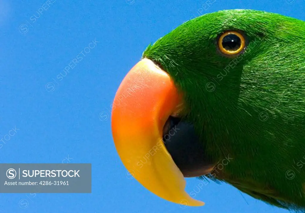 Eclectus Parrot  - Scientific Name: Eclectus Roratus - Subspecies: Vosmaeri