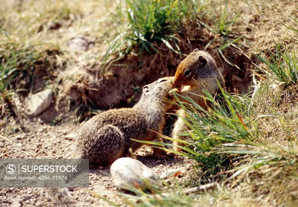 Side view of two ground squirrels being affectionate with each other as they sit in the grass.