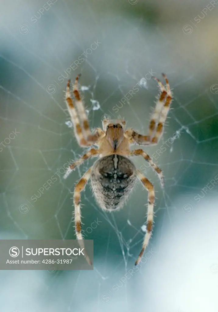 Close-up view of a large spider standing on its web waiting for prey to fall into her trap. 