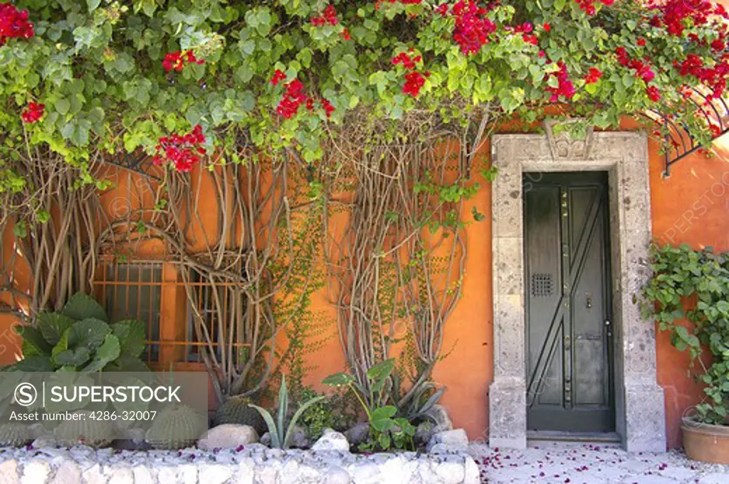 Flowering vines of bougainvillea, doorway, San Miguel, Mexico