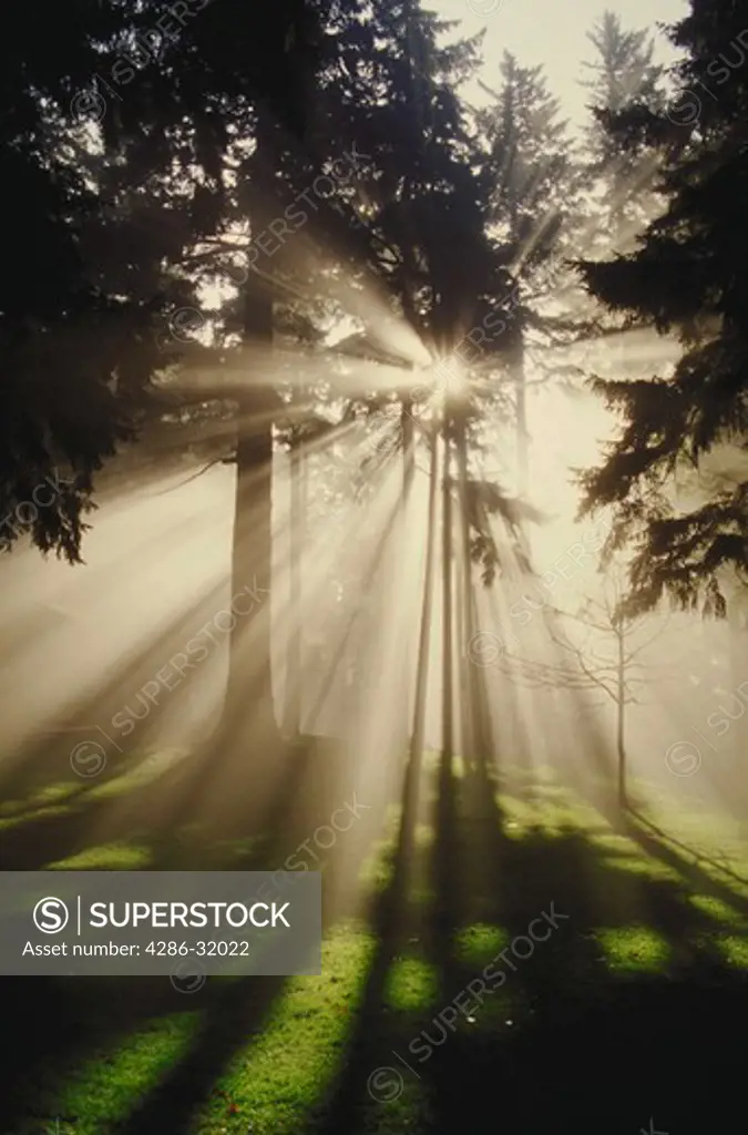 Sunlight through fir trees and fog, Mt. Tabor Park, Portland, OR