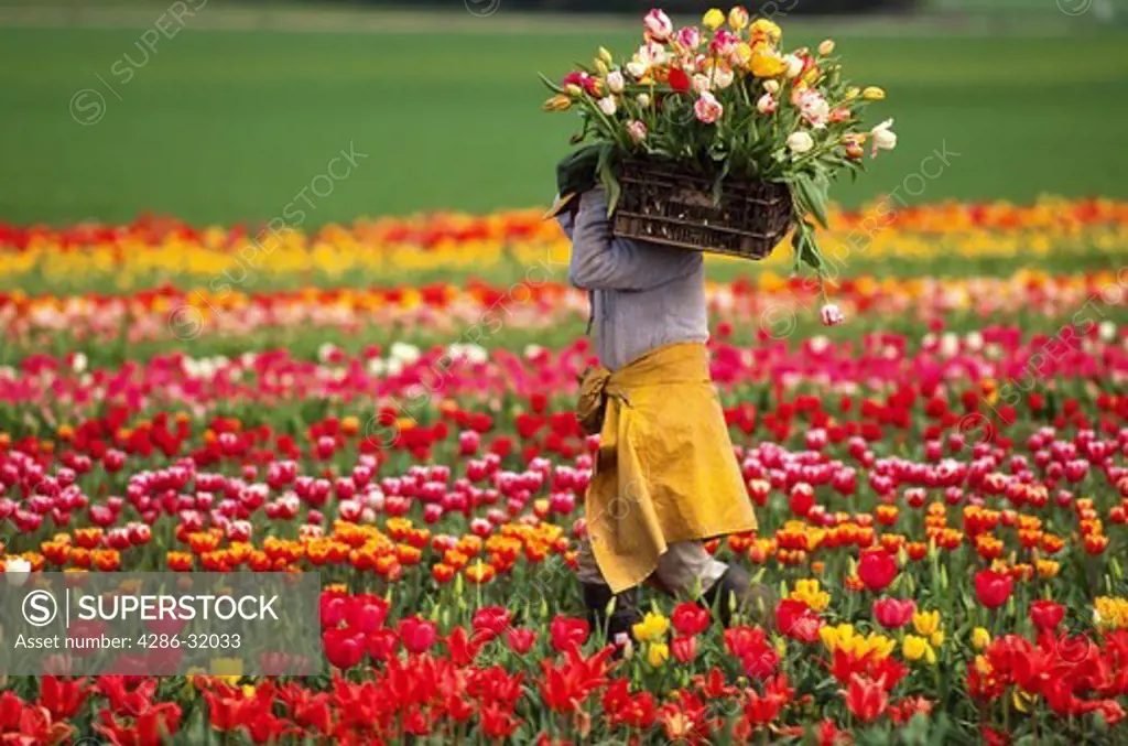 A workers carries flowers in a tulip field near Woodburn in Willamette Valley, Oregon.