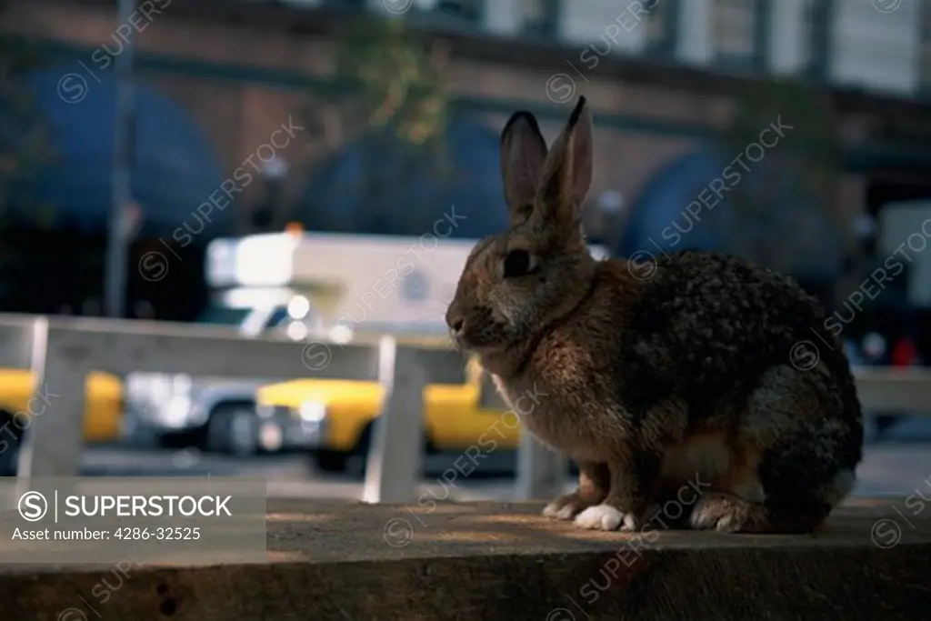 Wild rabbit on bench near Macys, Avenue of the Americas. New York City, NY.  