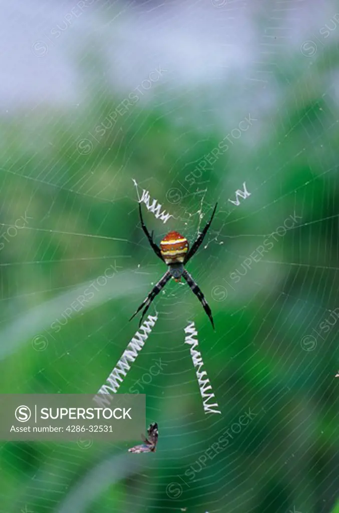 Colorful black and yellow argiope wasp spider (argiope differentialis) with web and butterfly, Xiangtan, Hunan, China.