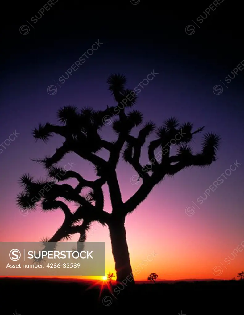 Silhouette of  a Joshua Tree at sunset, Rainbow Basin, Barstow, California.