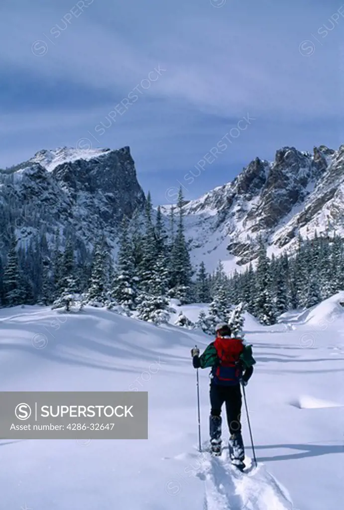 Man snowshoeing through subalpine winter landscape beneath Hallett Peak in Rocky Mountain National Park, near the town of Estes Park, Colorado.  USA (model released)