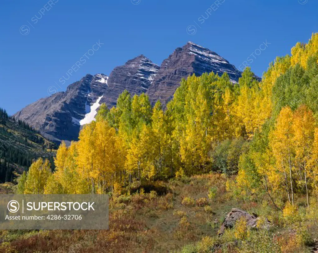 Aspen trees in autumn, Rocky Mtns.