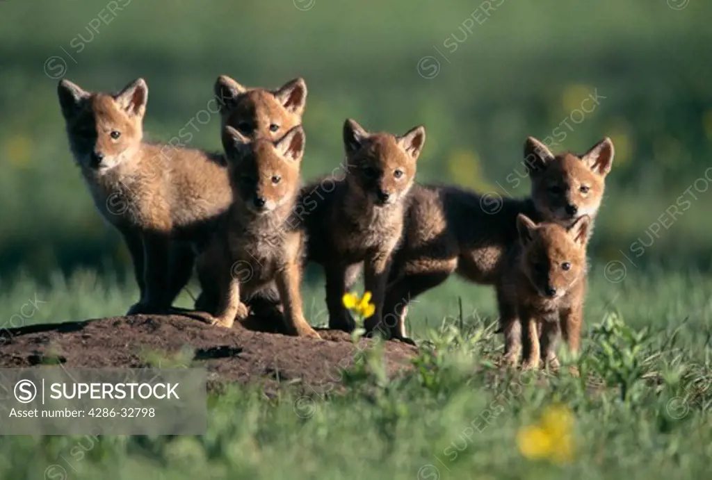 Portrait of six Coyote pups (Canis latrans) during springtime in Rocky Mountain National Park.