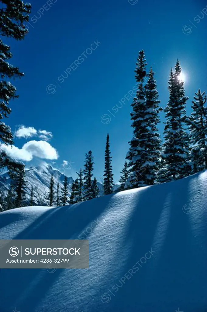Winter sun creates shadow in the snow beneath tall pines near Long Peak in Rocky Mountain National Park.
