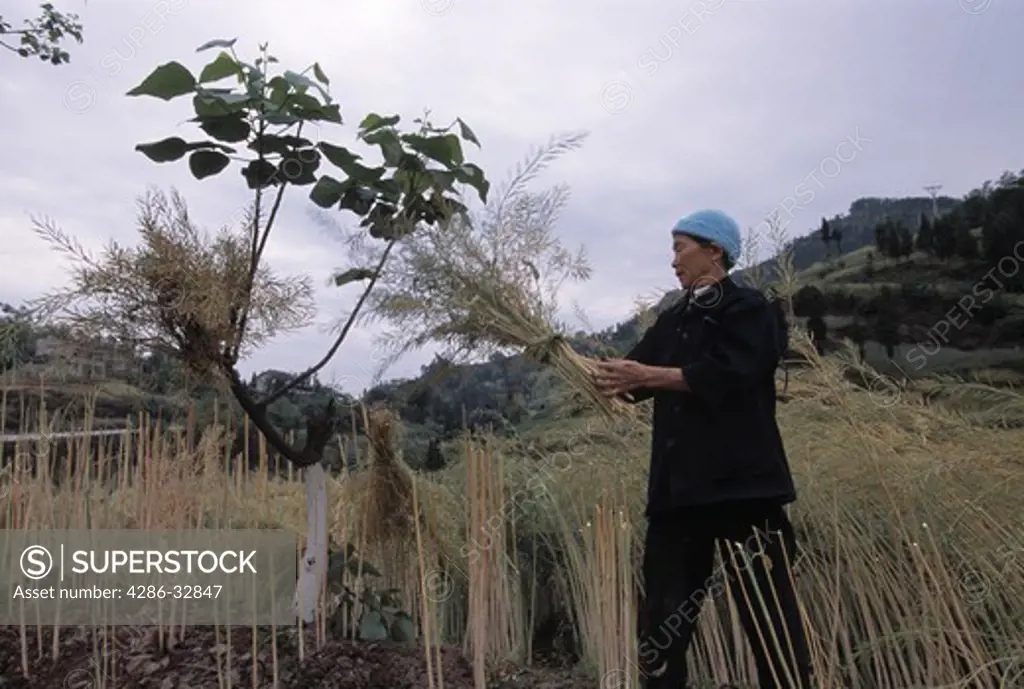 A Ba farmer harvests canola plants near Wanxian China