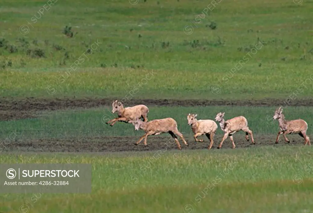 Group of young bighorn sheep (Ovis canadensis) play in a montaine meadow, Rocky Mtn Nat'l Park, CO