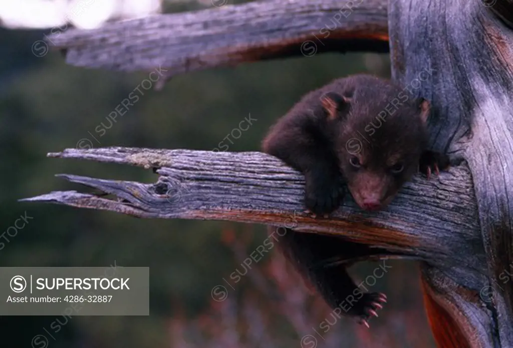 Captive black bear (Ursus americanus) cub climbing deadwood tree, CO