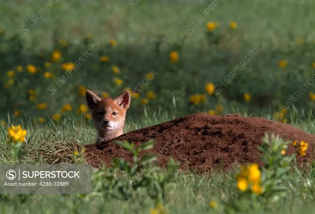 Lone coyote (Canis latrans) pup peeks over den in meadow, Rocky Mtn Nat'l Park, CO