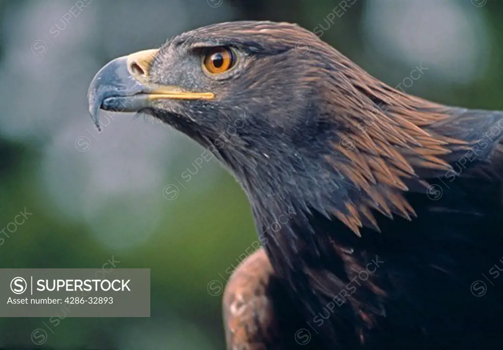 Portrait of strength, the Golden eagle (Aquila chrysaetos), Rocky Mtns, CO