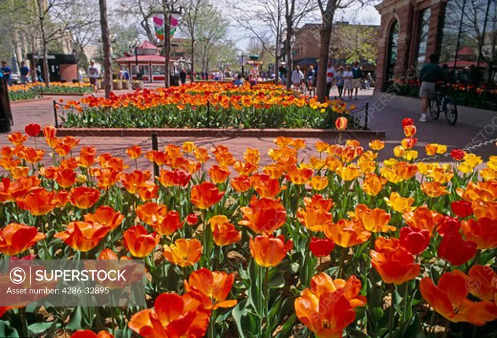 A lovely spring day along Pearl Street Pedestrian Mall in Boulder, CO