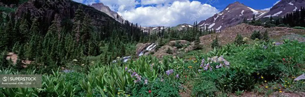 A summer wildflower garden in the mountains of Yankee Boy Basin, Uncompahgre National Forest, CO