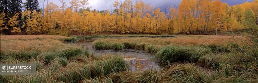 Fall-colored aspen trees (Populus tremuloides) along a wetland in Uncompahgre National Forest, CO