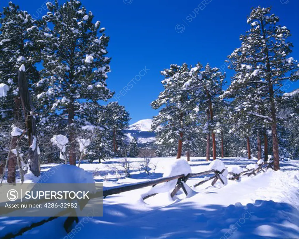 Snow covered fenceline and ponderosa pines looking toward Copeland Mtn, Rocky Mtn Nat'l Park, CO