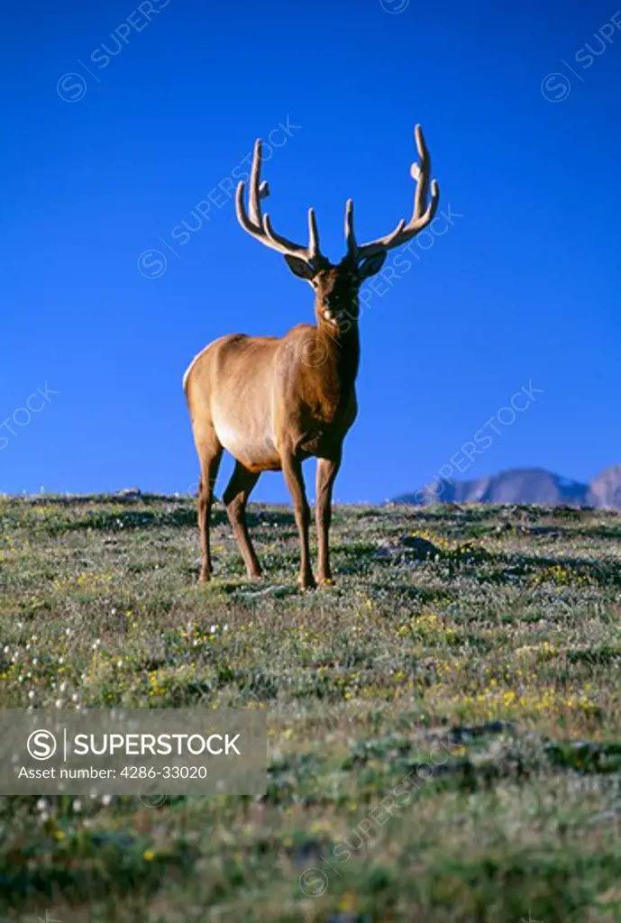 Bull American elk (Cervus elaphus) standing on the tundra, Rocky Mtn Nat'l Park, CO