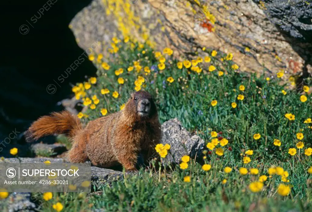 Yellow-bellied marmot (Marmota flaviventris) standing among alpine avens along Trail Ridge Road, Rocky Mtn Nat'l Park, CO